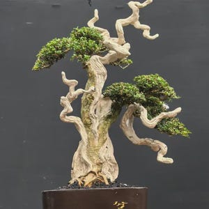 Real Bonsai Tree Serissa Micro Tanuki Quality Trunk