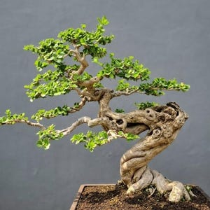 Large 60cm Premna Microphylla Bonsai Tree