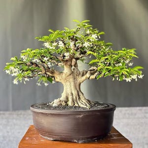 Wrightia Religiosa Bonsai Tree Small Size | Informal Style