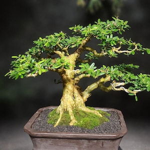 Prawdziwe drzewko bonsai Pict Desmodium Blur Bell | Mały rozmiar