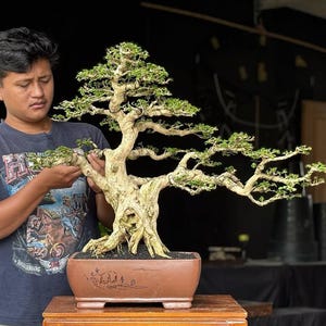 Bonsai Tree Serissa Micro Medium Size