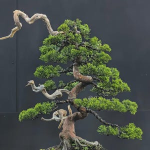 Real Pict | Bonsai Tree Juniperus Blue Chinensis- Large Size