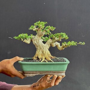Real Pict Bonsai Tree Premna Microphylla - Small Size Trunk Diameter 29cm