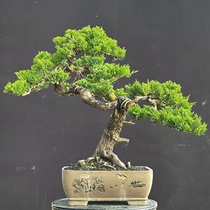 Real Pict Bonsai Tree Juniperus Chinensis- Medium Size