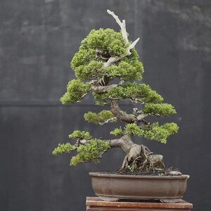 Bonsái picturo auténtico Juniperus Chinensis / Tamaño grande