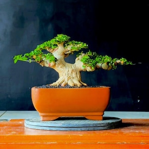 Árbol Bonsái Real Premna Microphylla Tronco Maduro - Tamaño Pequeño 10 cm