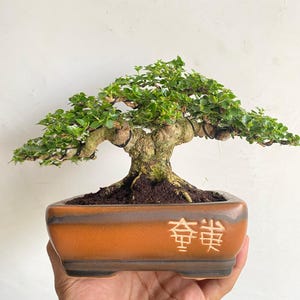 Real Pict Premna Microphylla Bonsai Tree | Mame Size