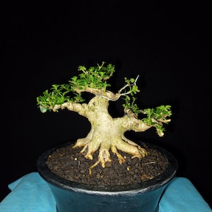 Real Pict - Bonsai Tree Premna Microphylla Mature Trunk - Small Size 13cm