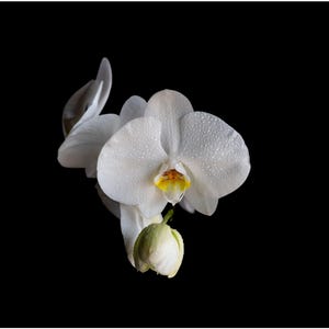 Peut inclure: Une fleur d'orchidée Phalaenopsis blanche avec de délicates gouttelettes d'eau sur ses pétales, présentant un centre jaune et violet, accompagnée d'un seul bouton floral fermé, le tout sur un fond noir profond et uni.