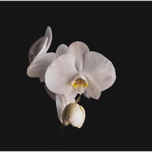 Peut inclure: Une fleur d'orchidée blanche aux pétales délicats recouverts de minuscules gouttelettes d'eau. Le centre de la fleur présente une teinte jaune et violette douce. Un bouton floral fermé est suspendu sous la fleur principale sur fond noir.