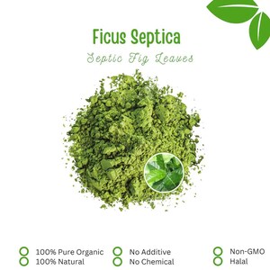 Peut inclure: Gros plan sur une poudre verte finement moulue, étiquetée "Ficus Septica, Septic Fig Leaves". Une petite image montre des feuilles vertes. Le texte indique que le produit est 100% pur, biologique, naturel, sans additifs, sans OGM et Halal.