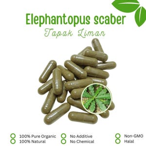 Peut inclure: Des gélules vert olive sont présentées avec le texte "Elephantopus scaber Tapak Liman." L'image comprend un encart circulaire d'une plante et le texte "100% Pure Organic, 100% Natural, No Additive, No Chemical, Non-GMO Halal."