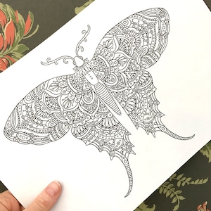 PDF  coloring page, Butterfly, 1 page