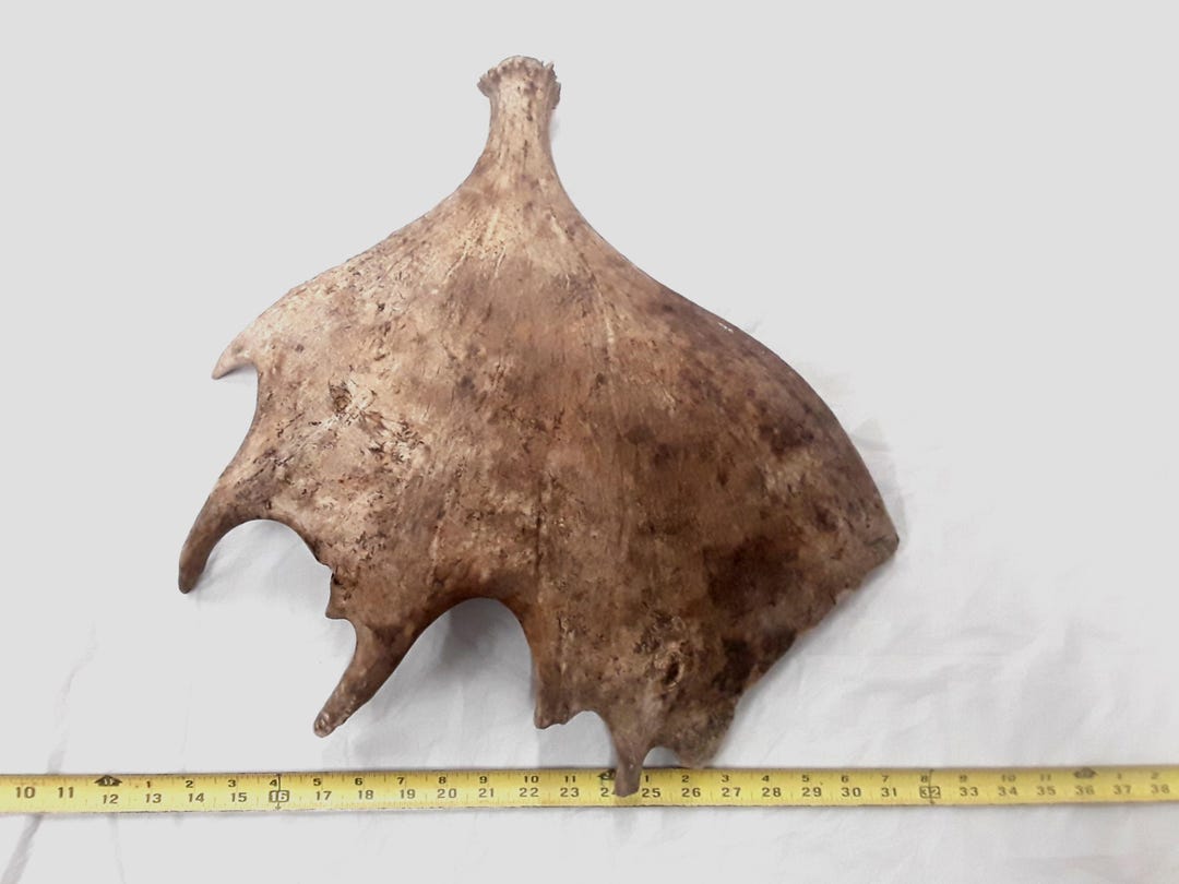 Natural Real Moose Antler Shed Decor Crafts Rustic Antlers Display Home ...