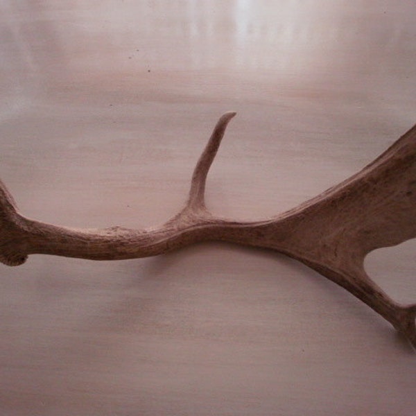 Great looking natural fallow deer antler-antlers-horns-crafts-decor-design-rustic-real