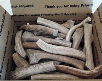 Natural Antler Chew Toy for Dogs, Real Sheds Present