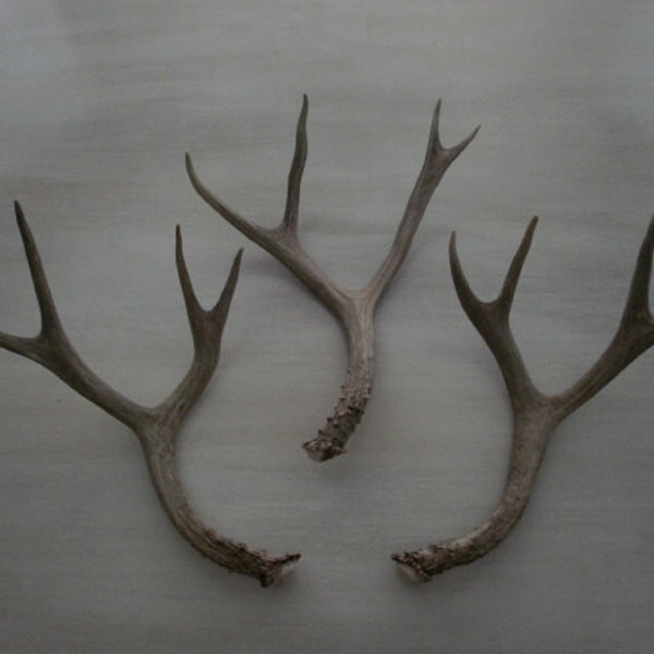 Three beautiful natural deer antlers design decor lamps crafts art centerpiece gift