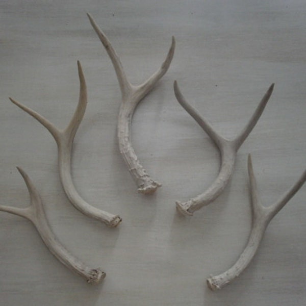 Five beautiful natural deer antlers design decor lamps crafts art centerpiece gift