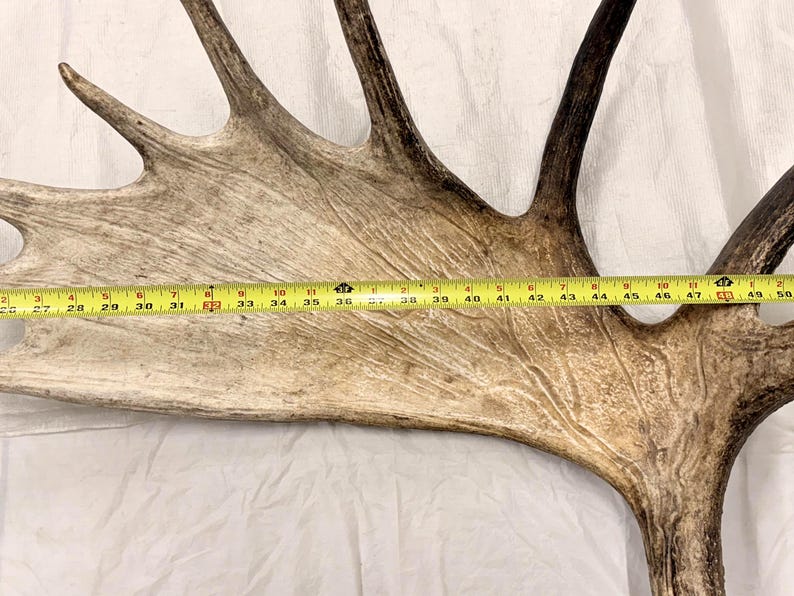 Natural Moose Antler Shed, Rustic Home Decor (up to 34