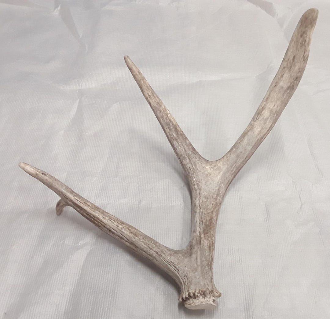 Natural Real Moose Antler Shed Decor Crafts Rustic Antlers Display Home ...