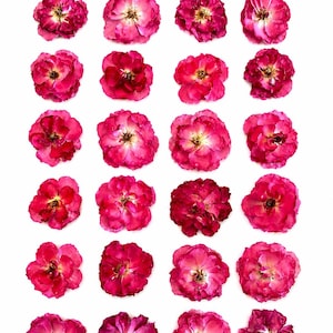 Pode incluir: Uma grade de vinte e quatro flores de rosa prensadas dispostas em seis linhas e quatro colunas. Cada flor apresenta pétalas em camadas em vários tons de magenta profundo, fúcsia e rosa, com centros amarelos visíveis e bordas delicadas.