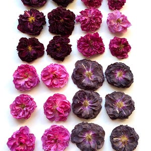 Könnte beinhalten: Eine Sammlung von vierundzwanzig getrockneten Rosenblüten, die in einem Raster angeordnet sind. Die Blüten zeigen einen Farbverlauf von tiefem Dunkelviolett und Burgunderrot bis hin zu leuchtendem Magenta und zartem Hellrosa.