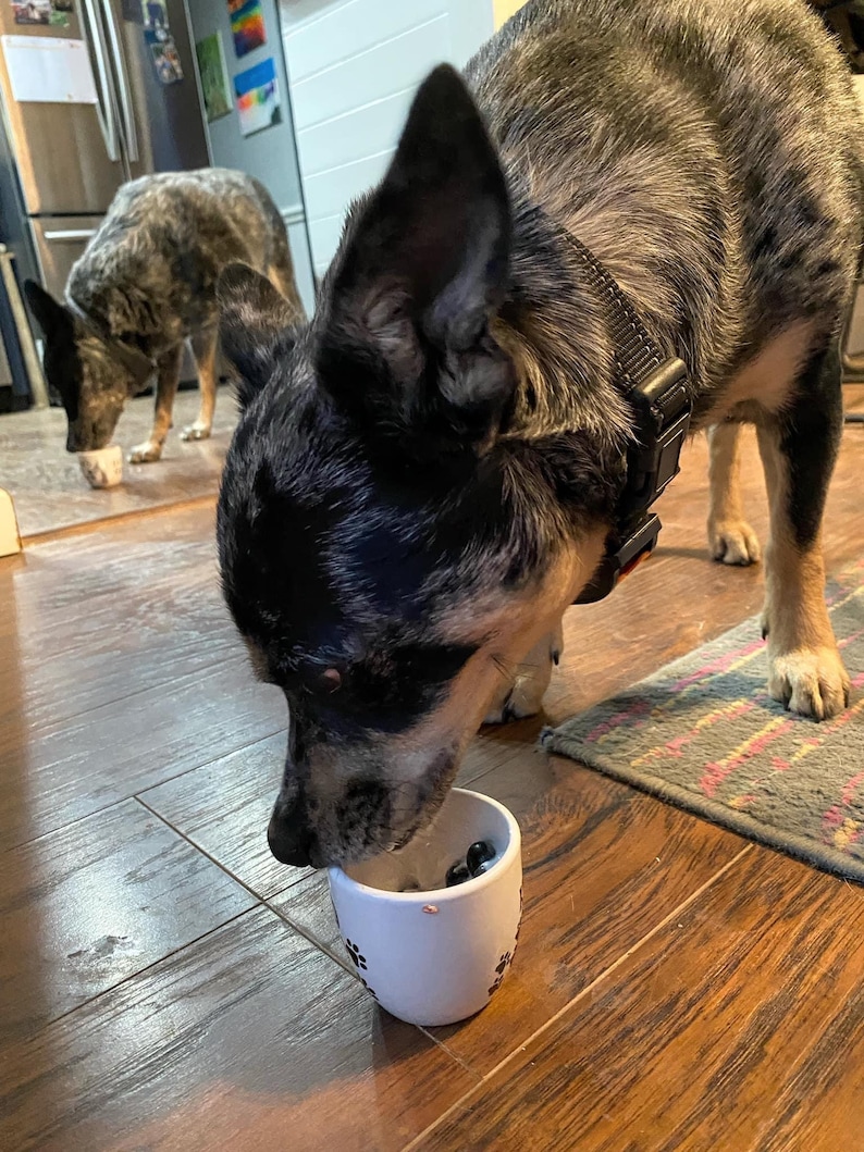 Dog eating from a personalized white pup cup with whipped cream and a blueberry