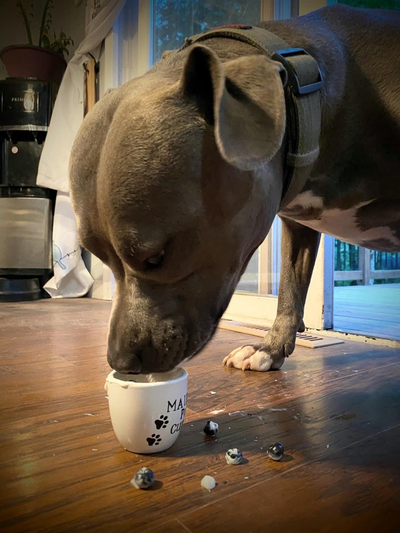 Dog eating from a personalized white pup cup with whipped cream and a blueberry