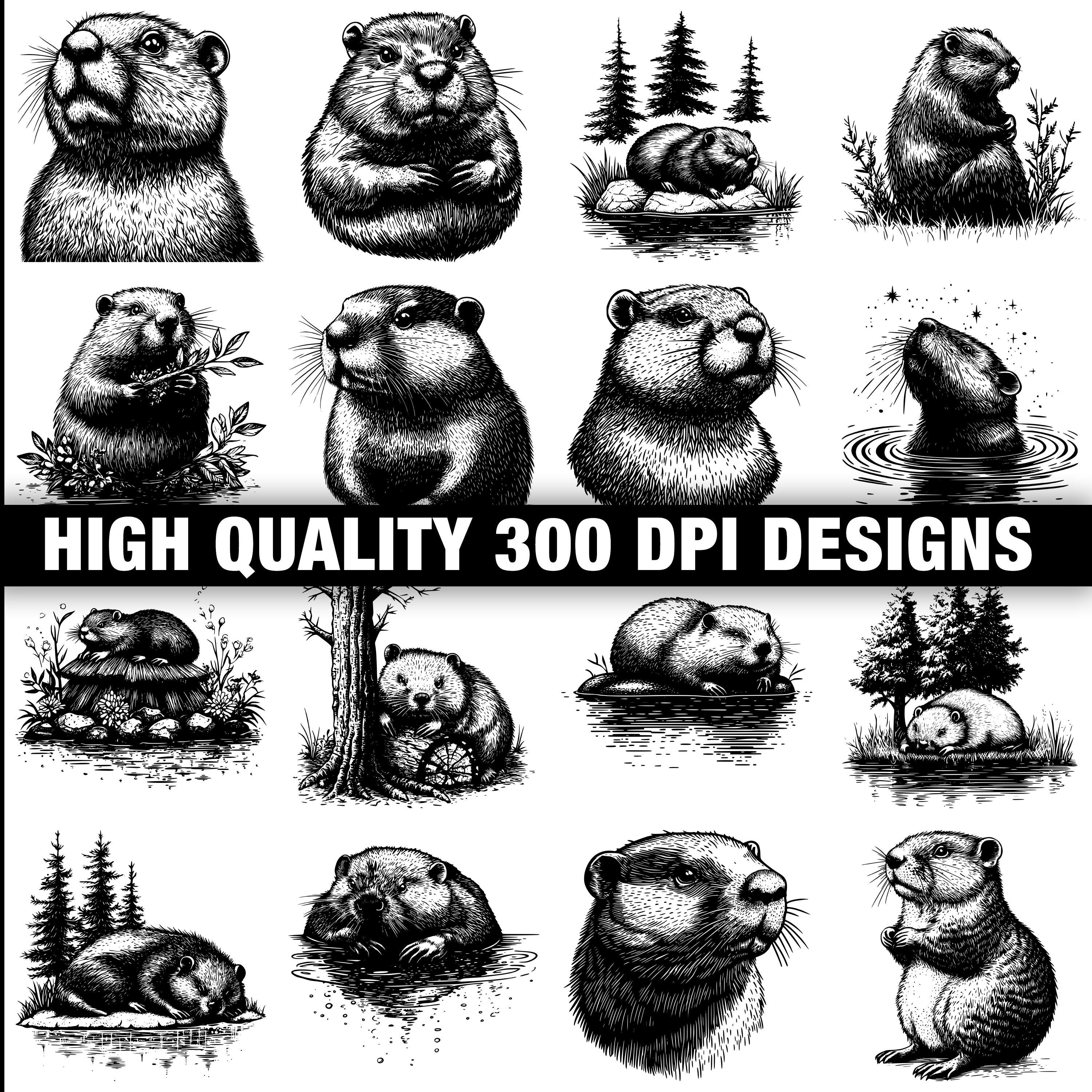 117+ American Beaver Svg, Png, Dxf, Eps Designs Bundle | Instant ...
