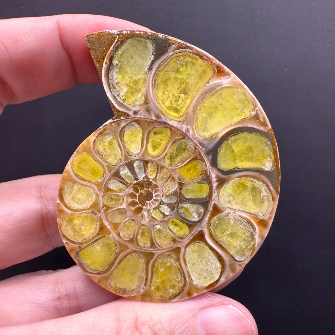 Ammonite With Brucite Inlay - Etsy
