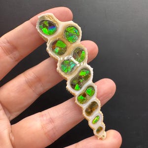 May include: A polished, iridescent ammolite fossil, showcasing vibrant green and gold hues within a segmented, cream-colored shell. The fossil's unique structure and color variations are highlighted, creating a striking display of natural beauty.
