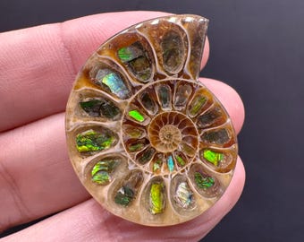 Ammonite with Green Canadian Ammolite Inlay