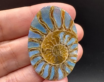 Ammonite with Swedish Blue Slag Inlay