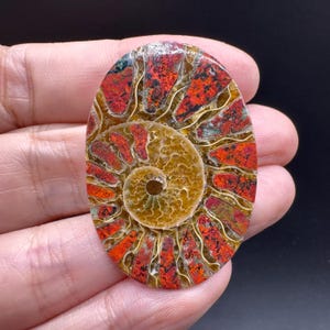 May include: An oval-shaped ammonite fossil cabochon featuring a spiral pattern with vibrant red and orange chambers contrasted against a translucent golden-brown center. The fossil displays intricate, thin, light-colored septal lines.