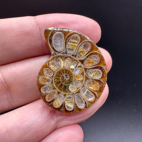 Ammonite with Gold Rutilated Quartz Inlay