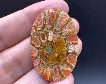 Ammonite with Sunstone Inlay