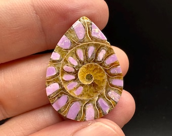 Ammonite with Phosphosiderite Inlay