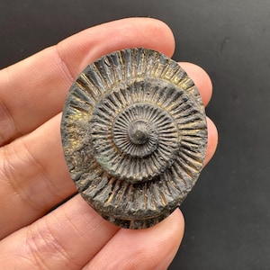 May include: A fossilized ammonite shell with a spiral pattern. The shell is a dark gray color with gold accents and a textured surface. The ammonite is an oval shape and is a natural history item.