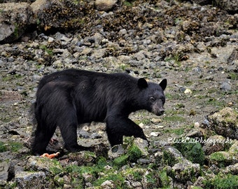 Bear Art Wild Animal Photo Print Nature Photography Woodland Decor Animal Wall Decor Nature Print Wilderness Photography Cabin Animal Art