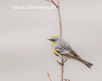 Fine Art Bird Photography Bird Wall Art Songbird Photo Print Bird Lovers Gift Spring Nature Photograph Wild Bird Photo Rustic Woodland Decor