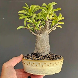Puede incluir: Un pequeño bonsái con un tronco grueso, texturizado y de color gris claro, con hojas de color verde vibrante, plantado en una maceta de cerámica poco profunda, redonda y de color crema con un patrón decorativo de puntos marrones.