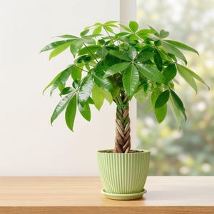 May include: A Pachira aquatica money tree plant with a braided brown trunk and glossy, bright green palmate leaves. The plant is potted in a light green, vertically ribbed plastic planter with a matching saucer, showcasing a dense canopy.