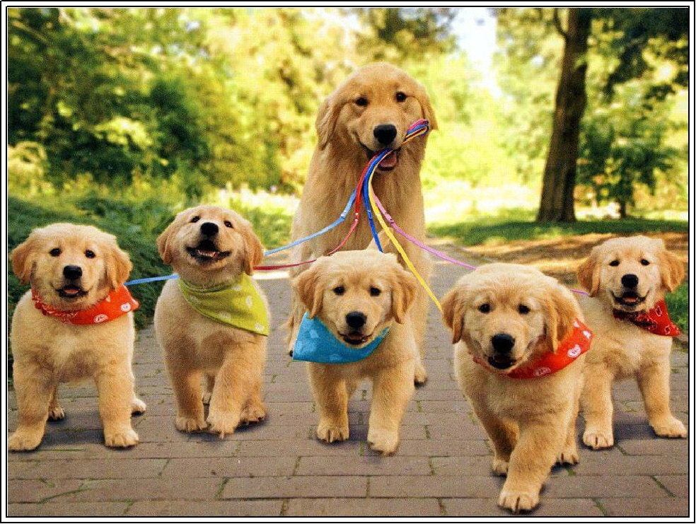 Golden Retriever Dog Puppy Images