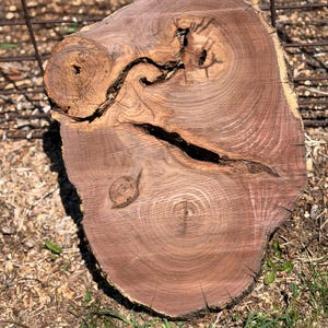 May include: A cross-section of a tree trunk, showcasing rich brown hues and intricate wood grain patterns. The cut reveals a dark, winding crack and a knot, adding to the natural aesthetic. The rough-hewn edge and organic shape highlight its rustic charm.