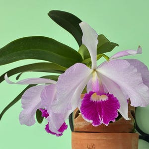 Könnte beinhalten: Nahaufnahme einer Cattleya-Orchidee mit großen, zarten Blütenblättern in Lavendel- und Weißtönen und einer leuchtenden magenta Lippe. Die Orchidee ist in einem Terrakotta-Topf eingetopft, mit dunkelgrünen Blättern und einem hellgrünen Hintergrund.
