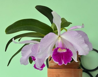 Orchideepotten Terracotta handgemaakt voor Cattleya – stabiel, ademend --- ontwerp Ontworpen om beworteling en stabiliteit te bevorderen.