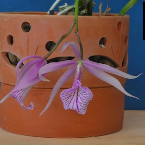 Peut inclure: Un pot de fleur en terre cuite avec des découpes circulaires, contenant une orchidée en fleurs. L'orchidée a des pétales violets pâles avec des rayures violettes plus foncées. Le fond est bleu uni.