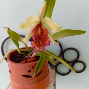 Peut inclure: Une orchidée en fleur avec des pétales jaune pâle et un labelle central présentant des nervures rouges et orange complexes avec un bord froncé violet. La plante est en pot dans un contenant cylindrique en terre cuite ajouré.