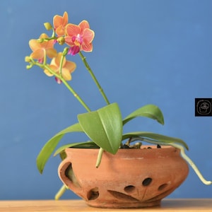 Op de afbeelding: Een orchidee in een pot met oranje en roze bloemen en groene bladeren. De plant staat in een terracotta pot met decoratieve uitsparingen. De achtergrond is effen blauw en de pot staat op een houten oppervlak.