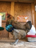 Chicken Bra, Crop Bra, Crop Supporter, Slow crop, prendulous crop bra